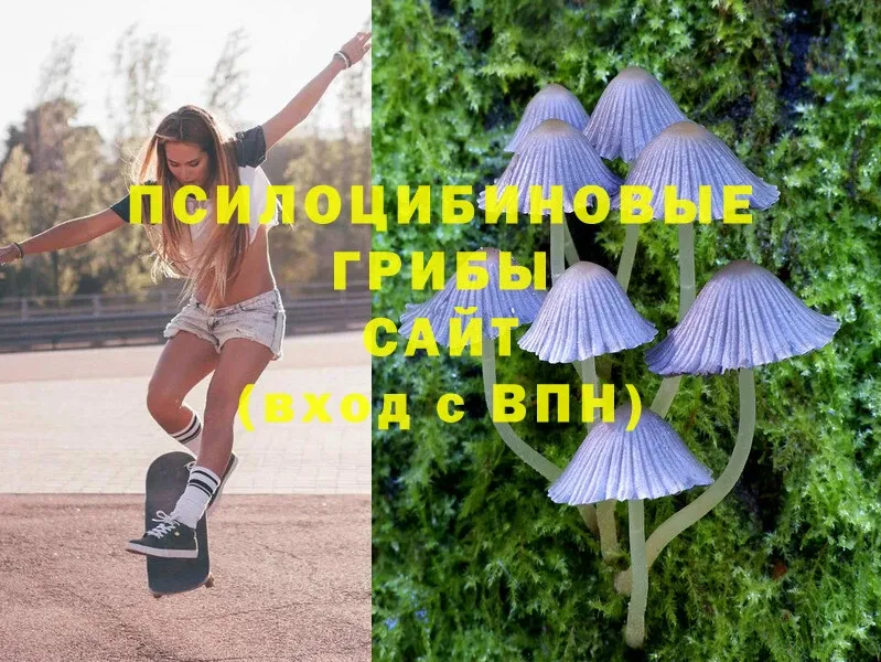 Псилоцибиновые грибы Psilocybe  купить закладку  Бологое 